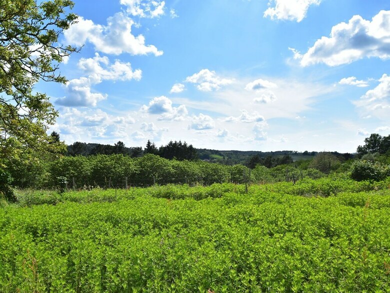 Luring Holiday Home In Incorrect With Garden