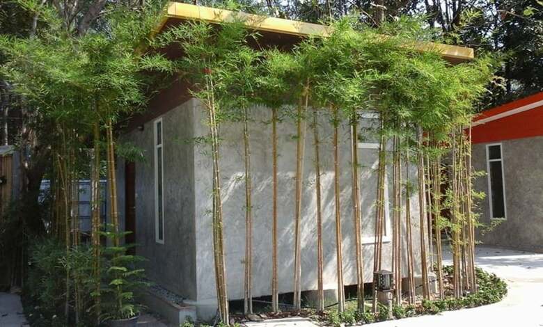 Hotel Oyo Black Bamboo Resort