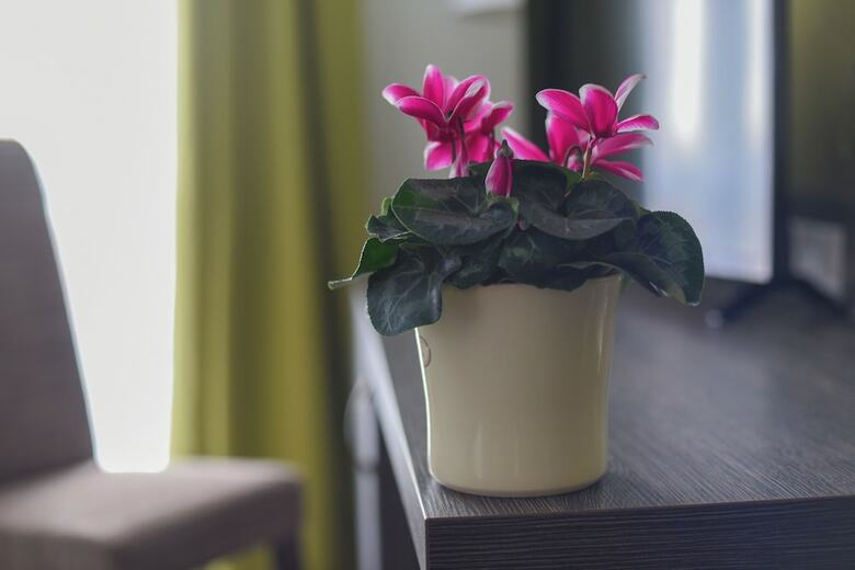 Hotel Oazis Wellness Panzio