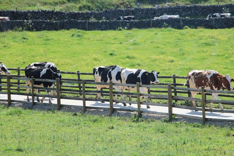 Bed & Breakfast Fernydale Farm