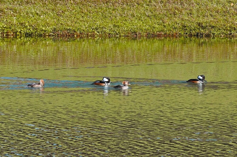 Nice 4bd Pool Hm, Emerald Island Resort-8403skc
