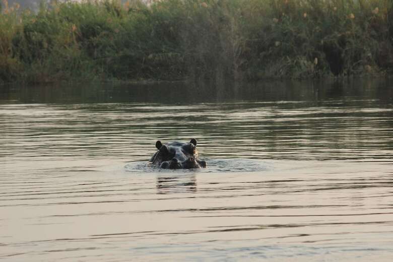 Ndhovu Safari Lodge - Campground