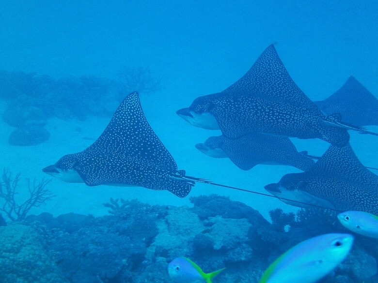 Apartamento Mai Dive Astrolabe Reef Resort