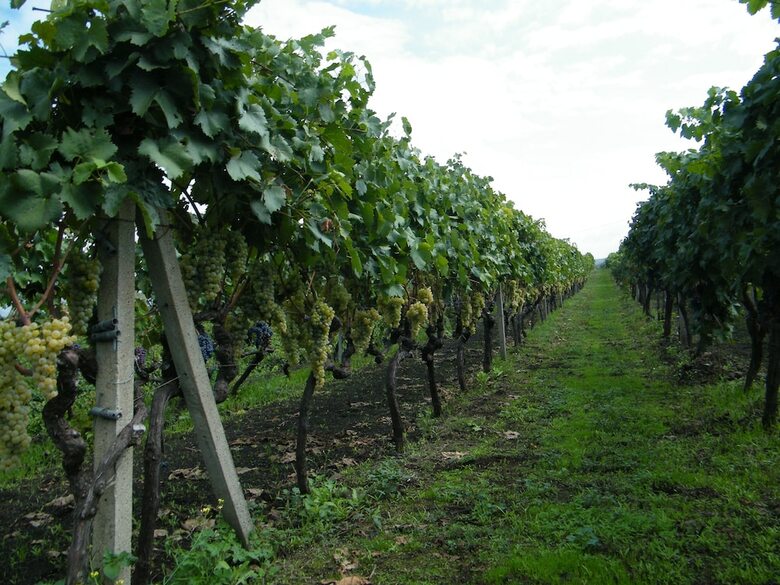 Agroturismo Etna Wine Agriturismo