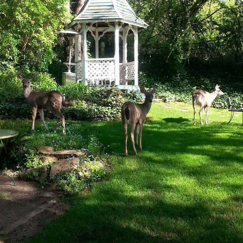 Bed & Breakfast Campbell House Inn