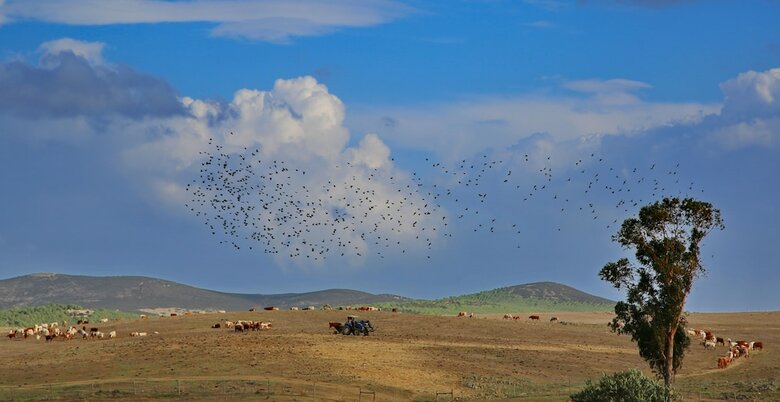 Agroturismo Herdade Dos Castelejos