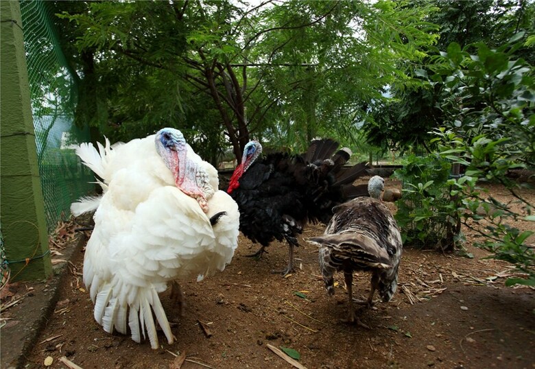 Agroturismo Harvest Fresh Farms
