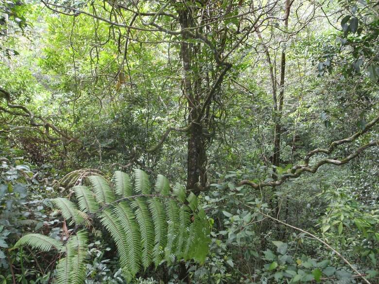 Hotel North Borneo Biostation Resort