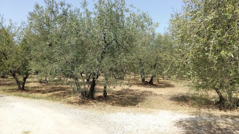 Agroturismo Agriturismo Il Colle