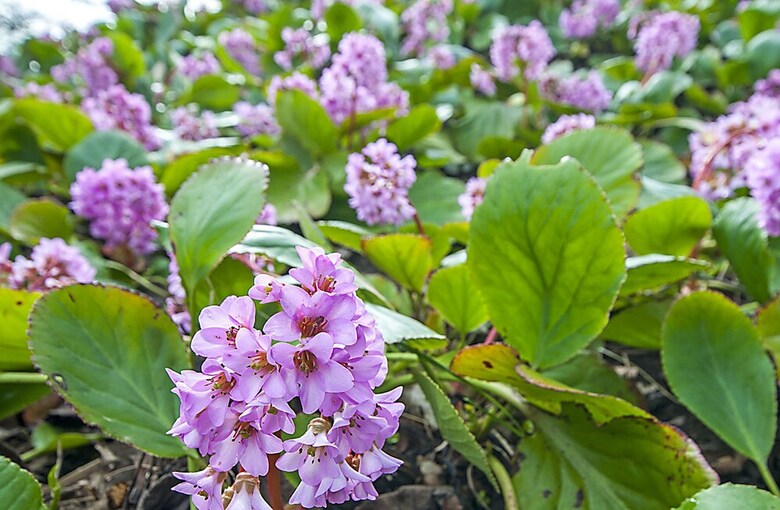 Hotel Grange Country Guest House