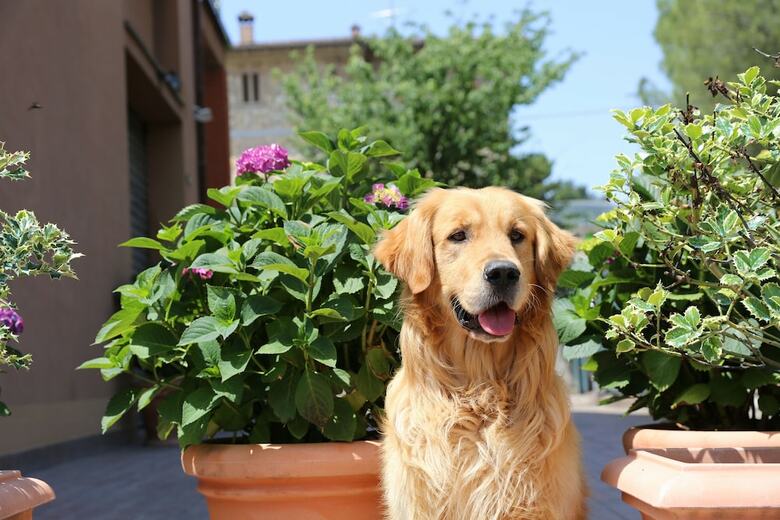 B&B I Fiori Di Margherita