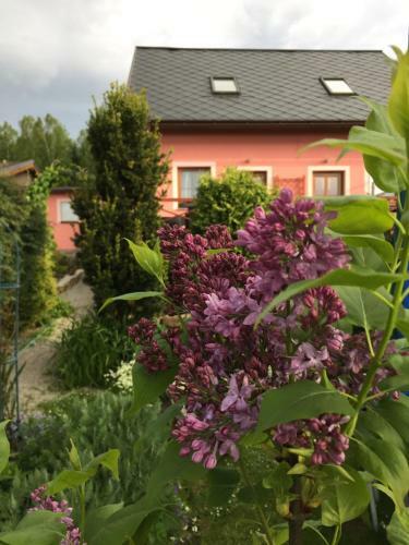 Apartmany Clematis