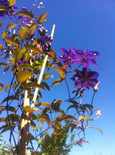 Apartmany Clematis