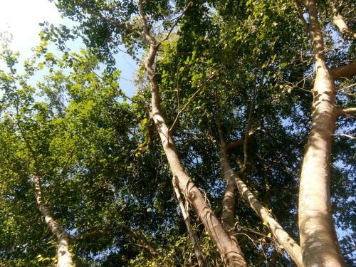 Giao Diem Homestay