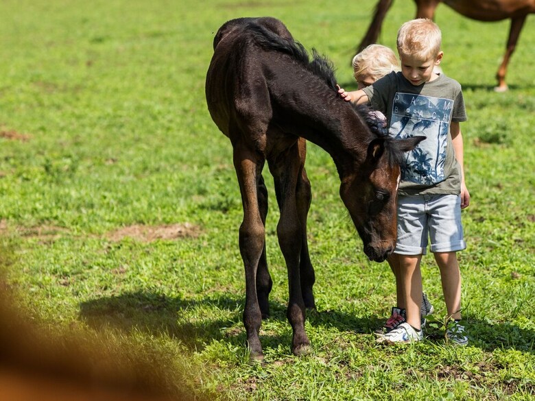 Modern, Luxurious Villa With 2 Bathrooms, Close To de Veluwe
