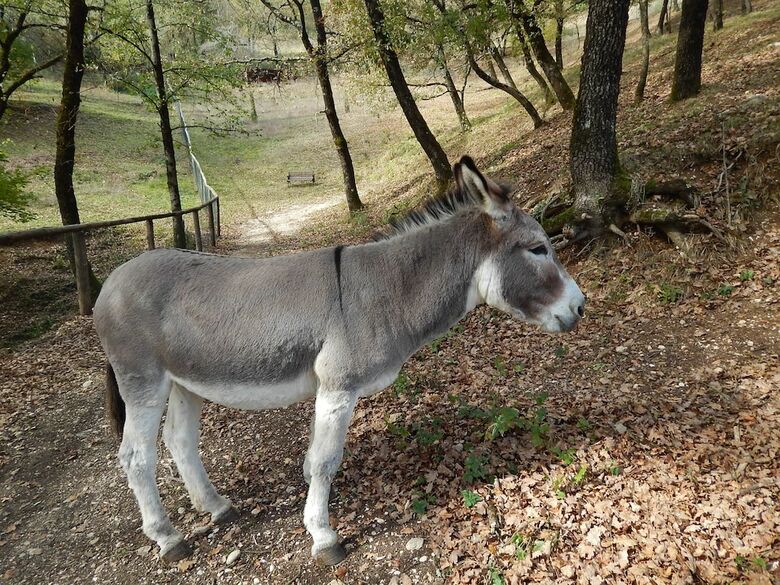 Agroturismo Agriturismo B&B La Selva
