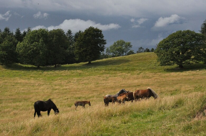 Bed & Breakfast Farm Stay Stald Nordkap
