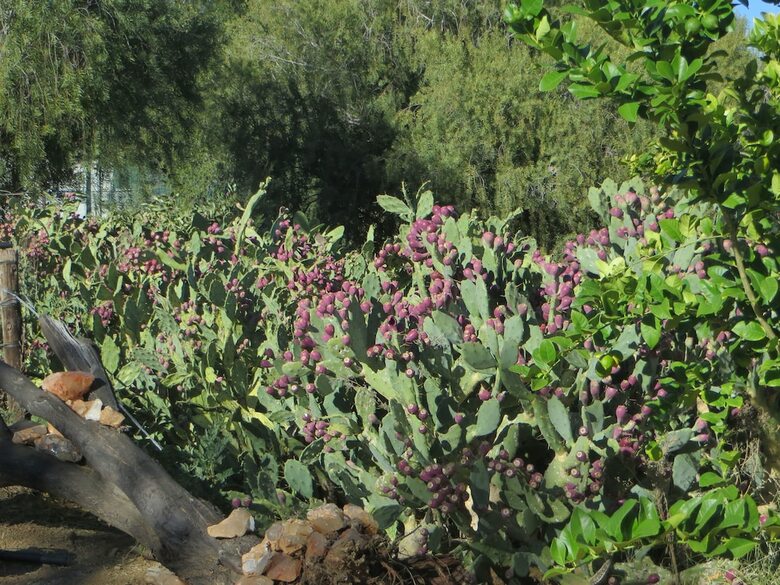 Corona Guest Farm
