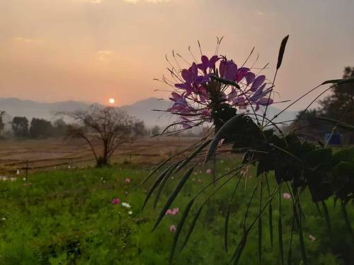 Lodge Phu Pai Art Resort