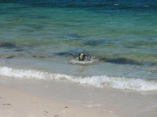 Close To The Myall River - Pet Welcome