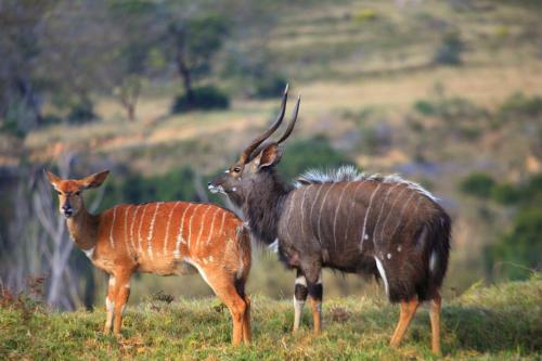 Lodge Botlierskop Private Game Reserve