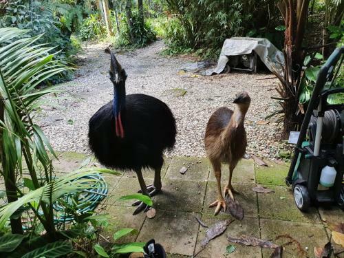 Lodge Cassowary House