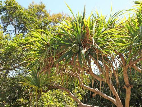 Windmill 4 - Two Bedroom Beachside Apartment On Parkyn Parade!