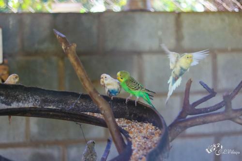 Agroturismo Pousada E Restaurante Vict�rios