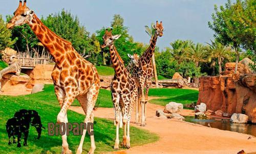 Apartamento Bioparc Metro Valencia