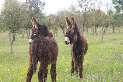 Agroturismo Sesmarias Turismo Rural &amp; Spa
