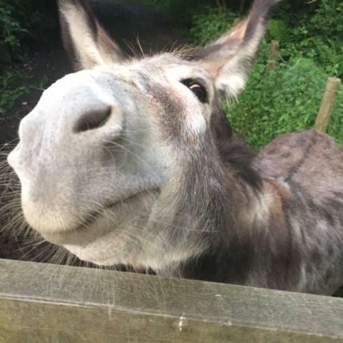 Boutique 5 Historic 2 Bed Devon Holiday Cottage