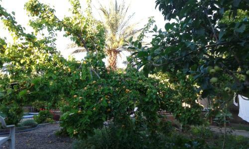 Bed & Breakfast Authentik Skoura Bassatines