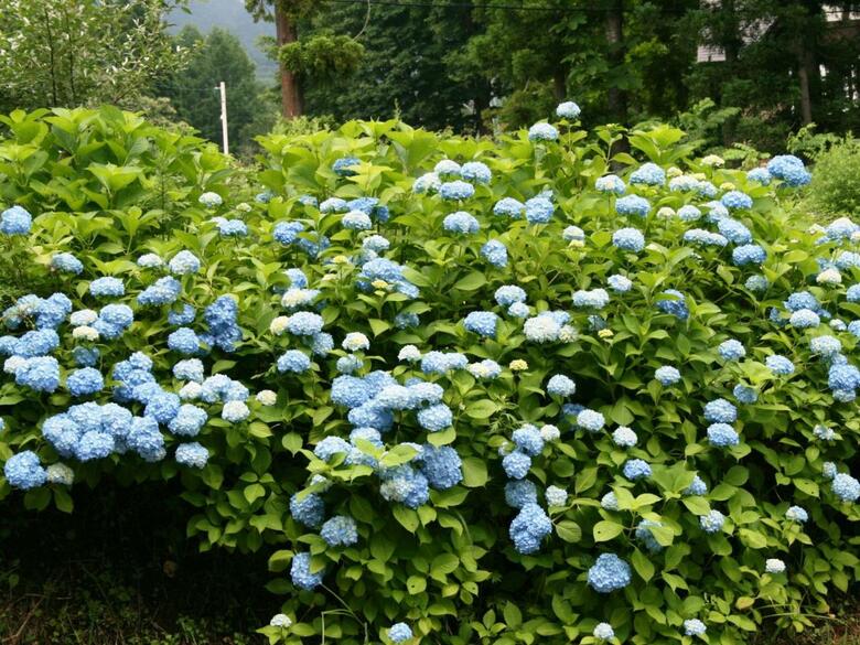 Hakuba High Mount Hotel