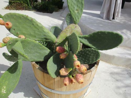L'agave B&B Trapani Garden Paradise