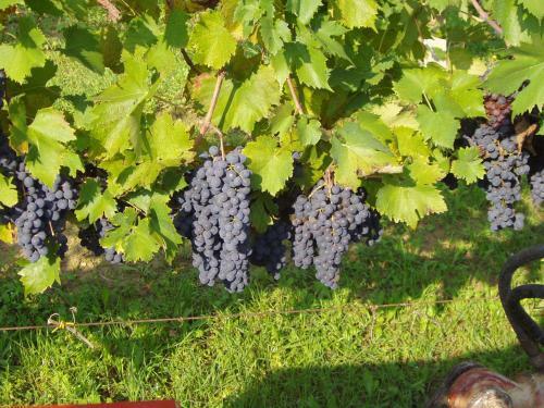 Agroturismo Tenuta Agrituristica Il Crinale