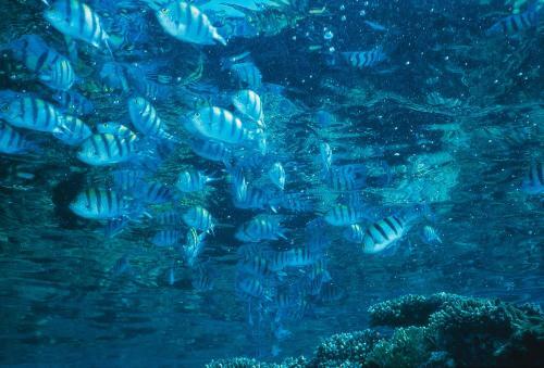 Isrotel Yam Suf Hotel And Diving Center