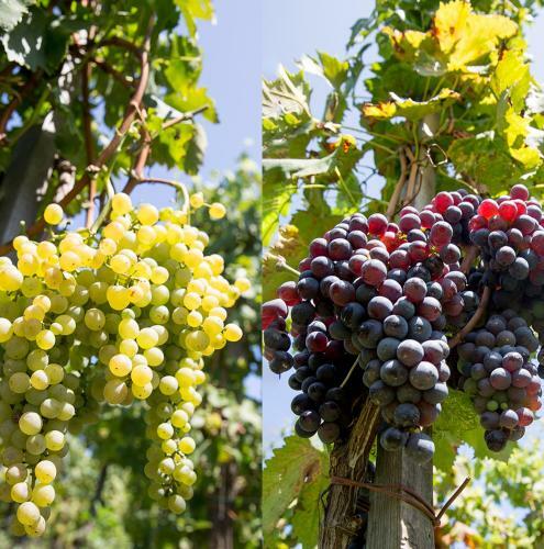 Hotel Castellaro Wine Resort