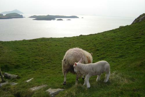 Bed & Breakfast Carraig Liath House