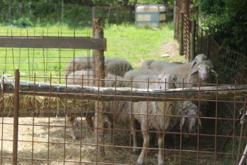 Agroturismo Societa' Agricola Lambure Srl