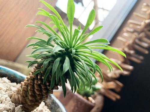 Hotel Cactus Inn / Vacation Stay 51552