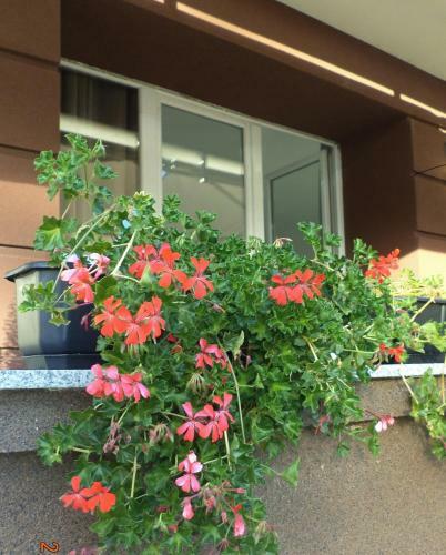 Luxury Apartments Ohrid