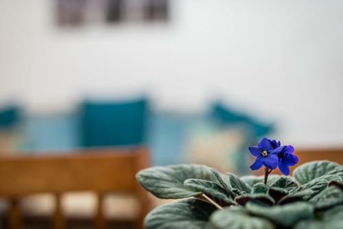 Apartamenty Bosacka Wawelofts