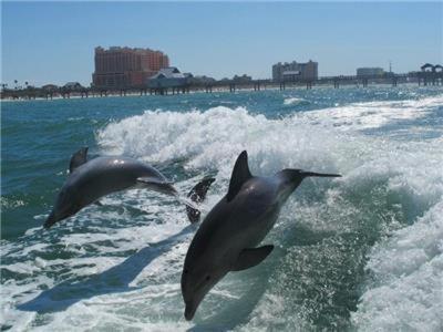 Clearwater Beach Splendor - Weekly Beach Rental Home