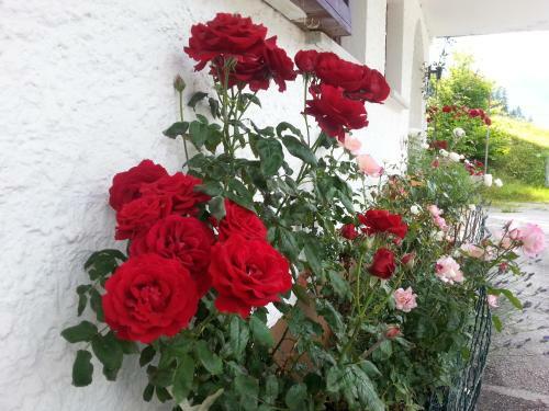 Apartamento G�stehaus Bischof