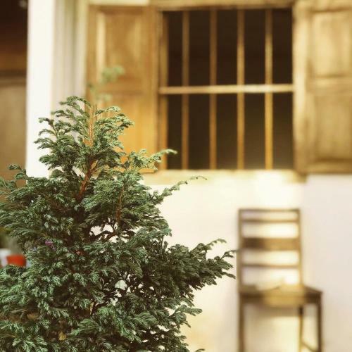 N?u M?t Mai - Homestay ?� L?t