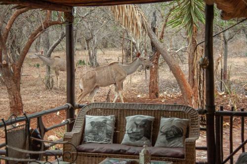 Lovely Holiday Home Bordering Kruger National Park