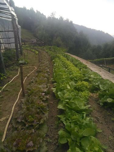Agroturismo Agriturismo Fiorendo