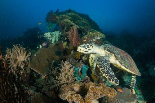 Hotel Raja Ampat Biodiversity Nature Resort