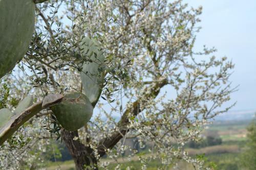 Agroturismo I Carusi Relais
