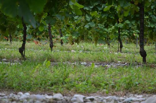 Agroturismo Agriturismo Quinta Della Luna